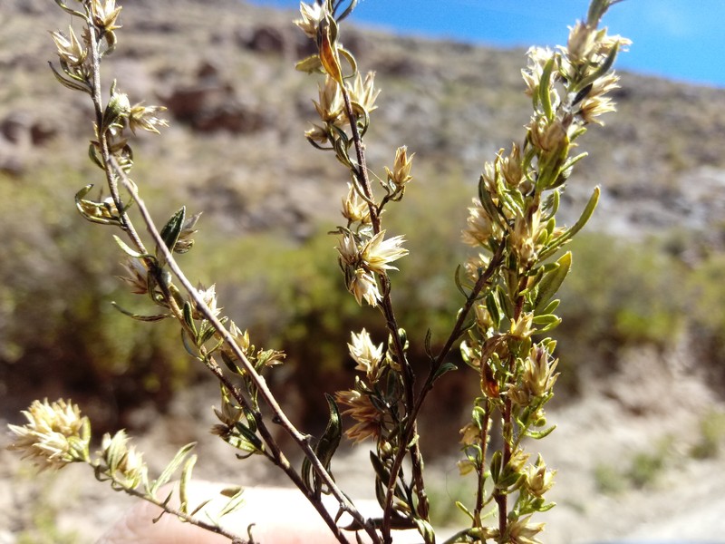 Helogyne tacaquirensis photo 2