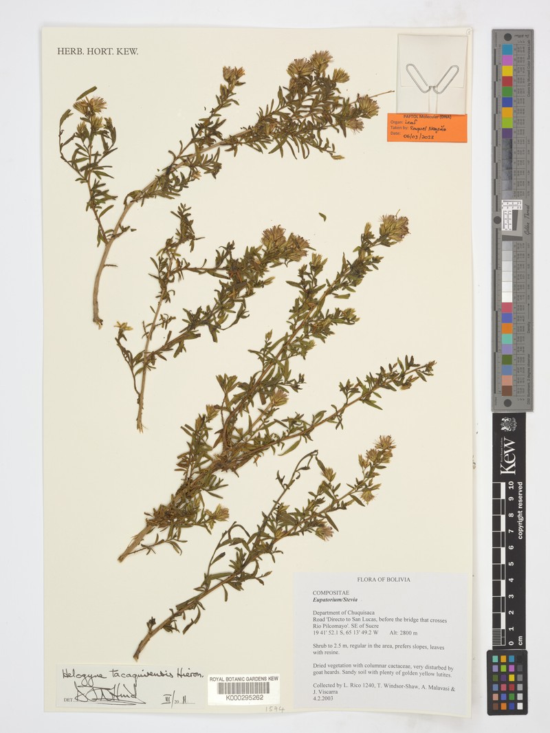 Helogyne tacaquirensis photo 3