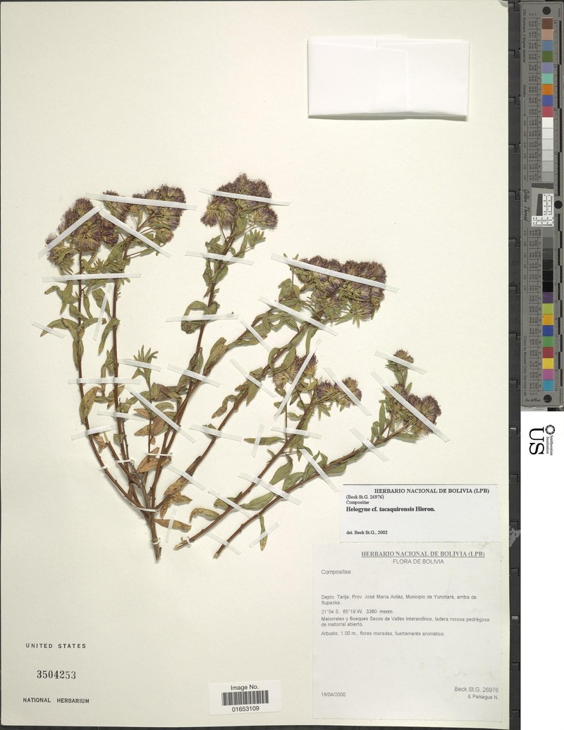 Helogyne tacaquirensis photo 4
