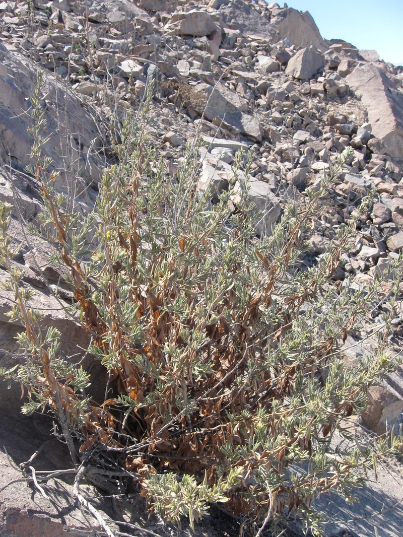 Helogyne virgata photo 2