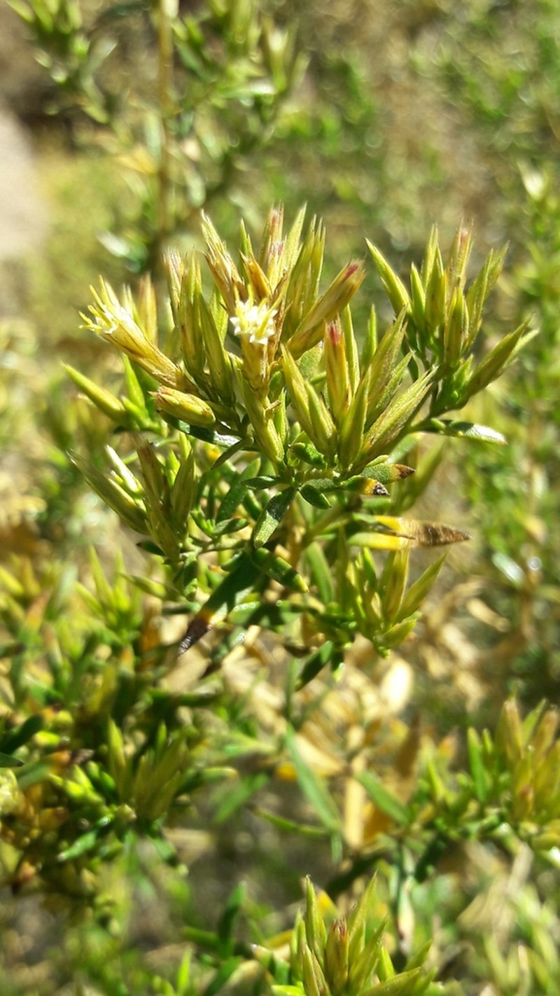 Helogyne virgata photo 3