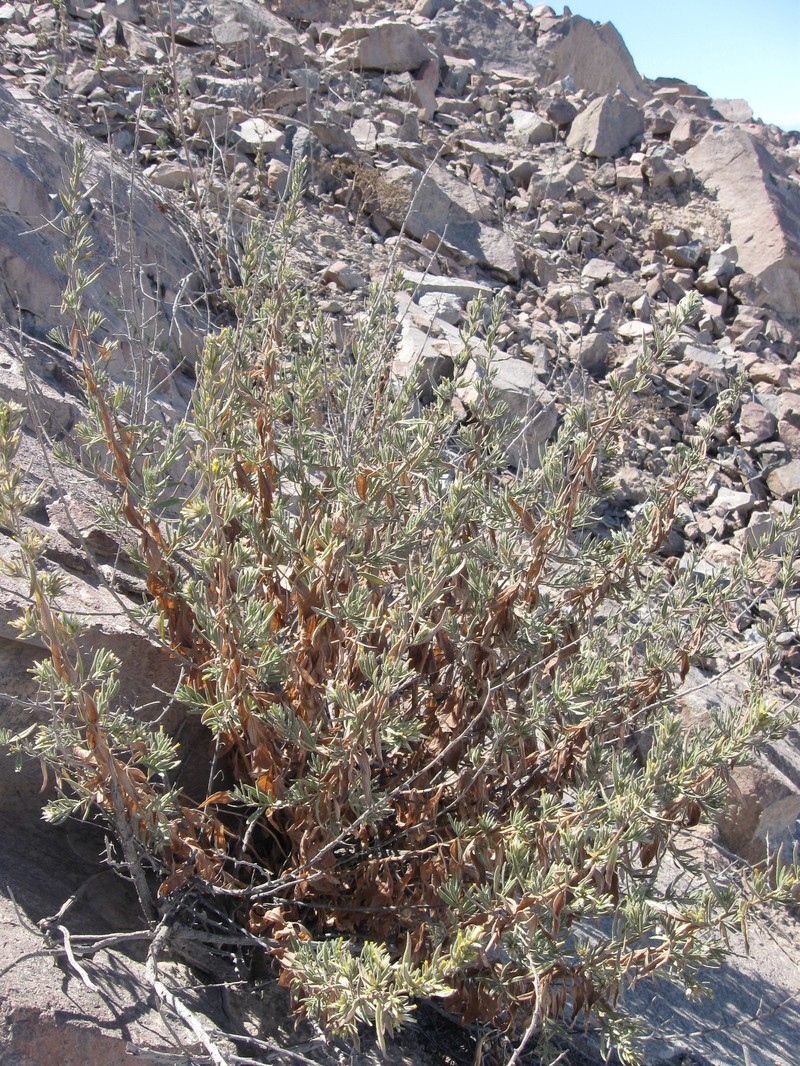 Helogyne virgata photo 4