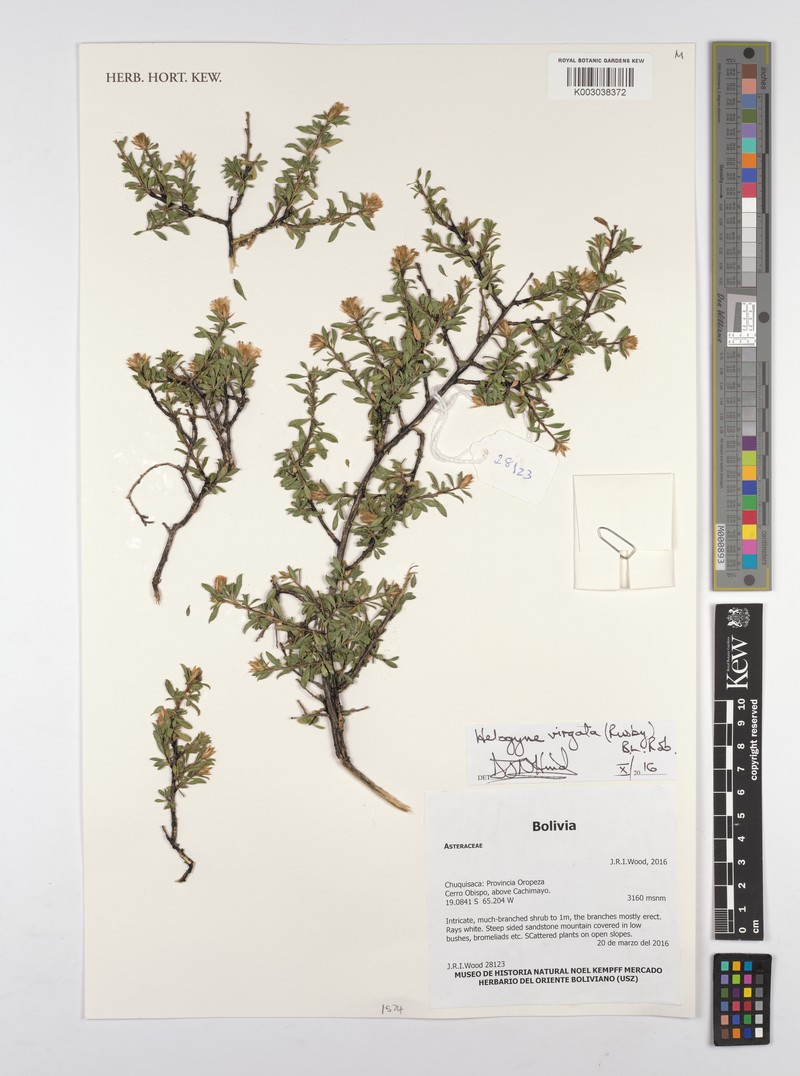 Helogyne virgata photo 5