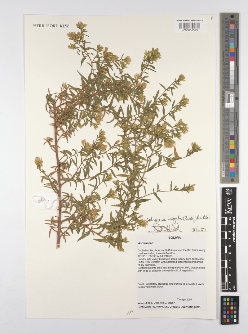 Helogyne virgata photo 6