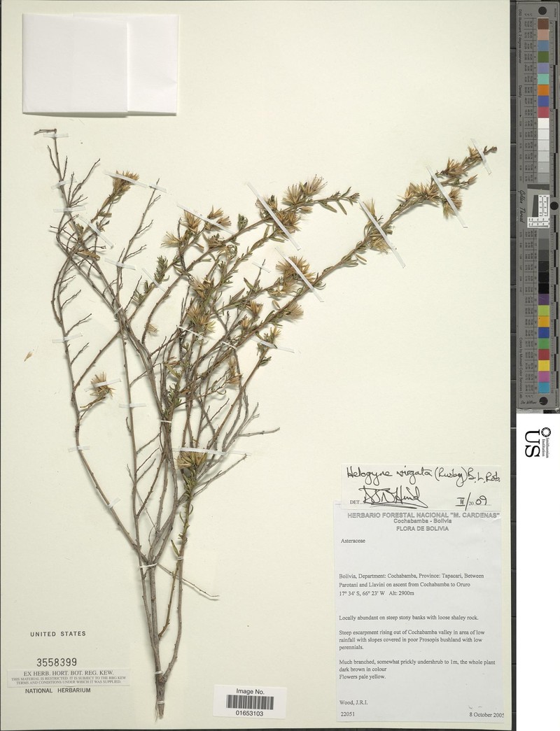 Helogyne virgata photo 7