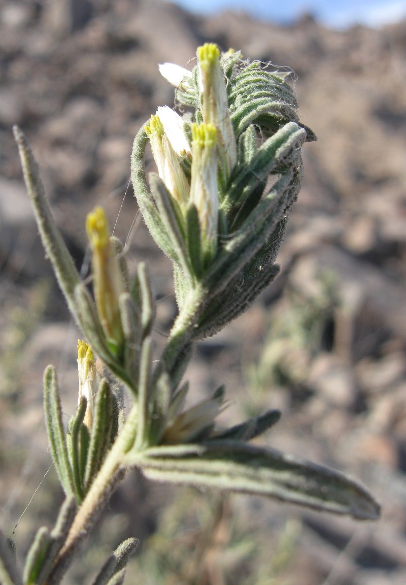 Helogyne virgata
