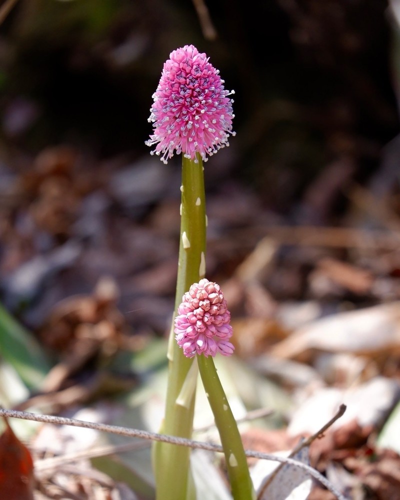 Swamppink photo 2