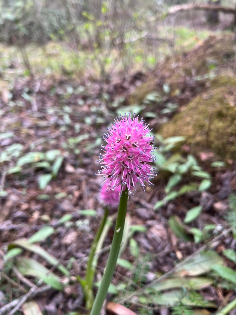 Swamppink photo 3