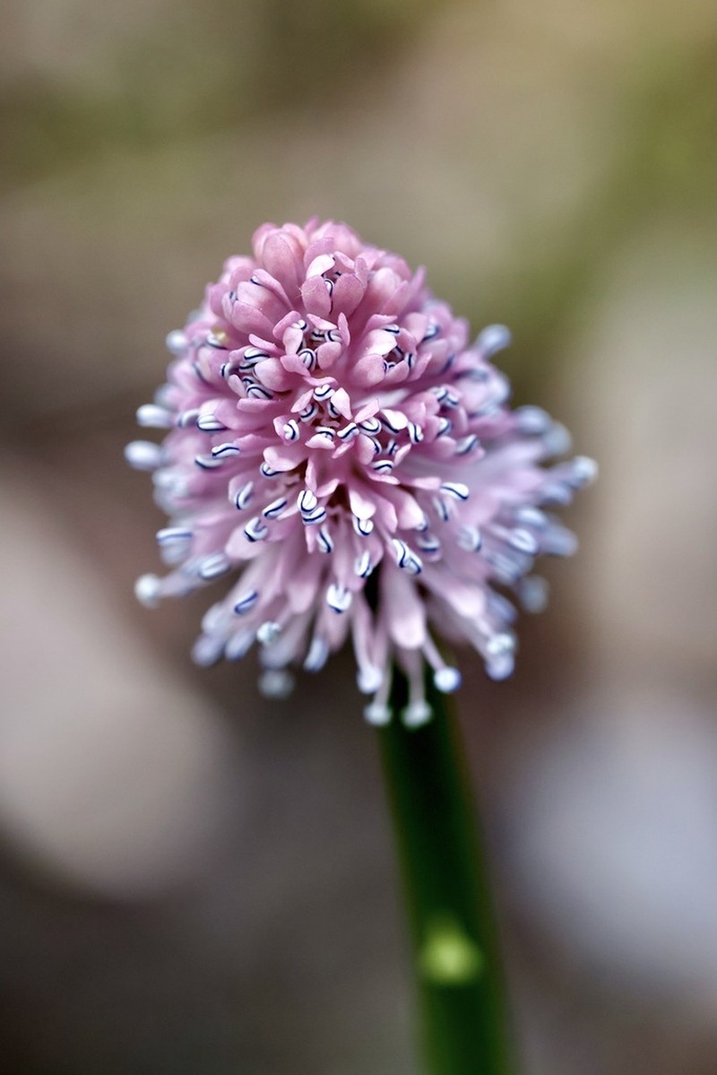 Swamppink photo 5