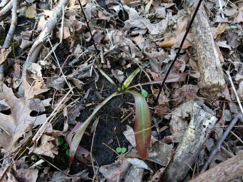Swamppink photo 7