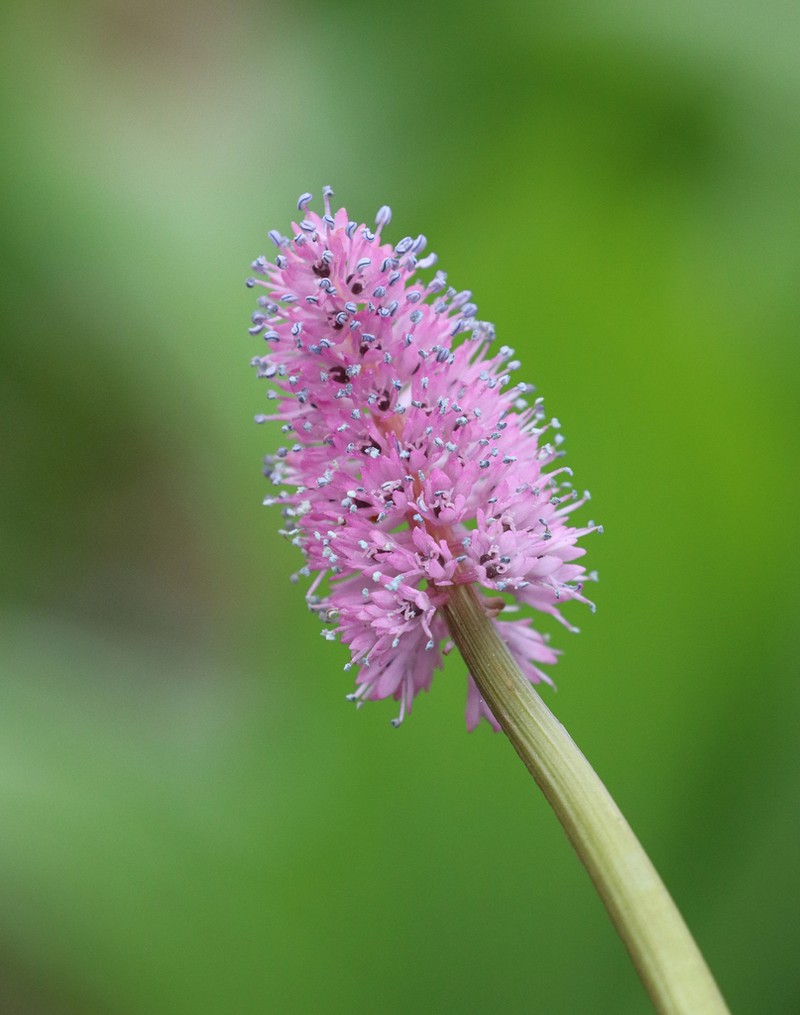 Swamppink photo 8