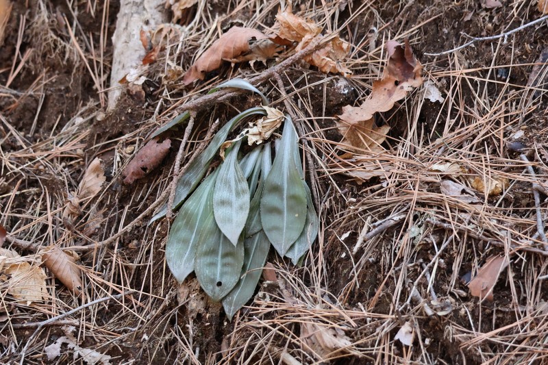 Helonias koreana photo 2