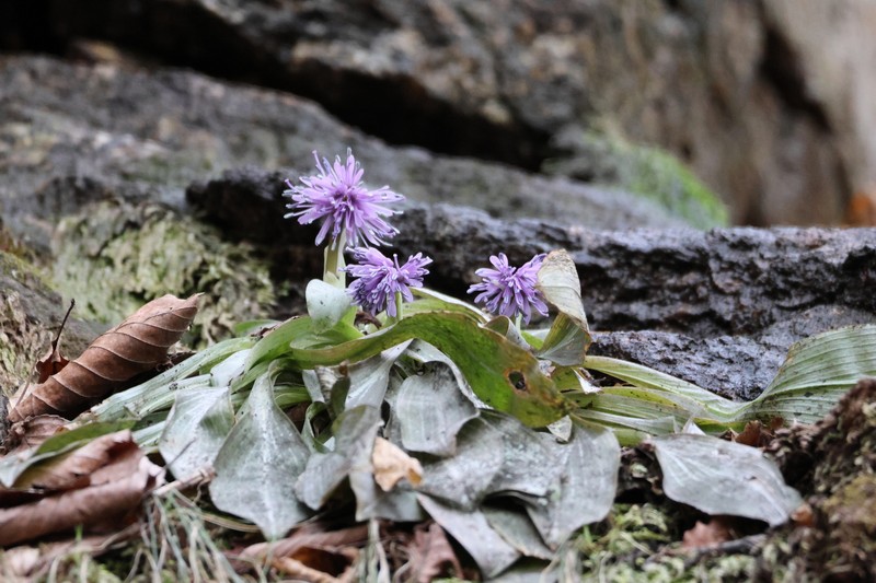 Helonias koreana photo 3