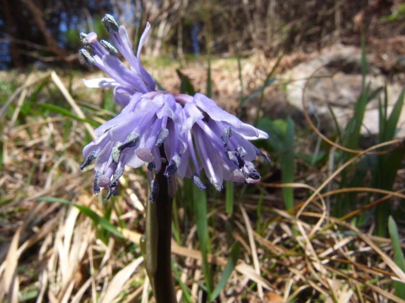 Helonias koreana