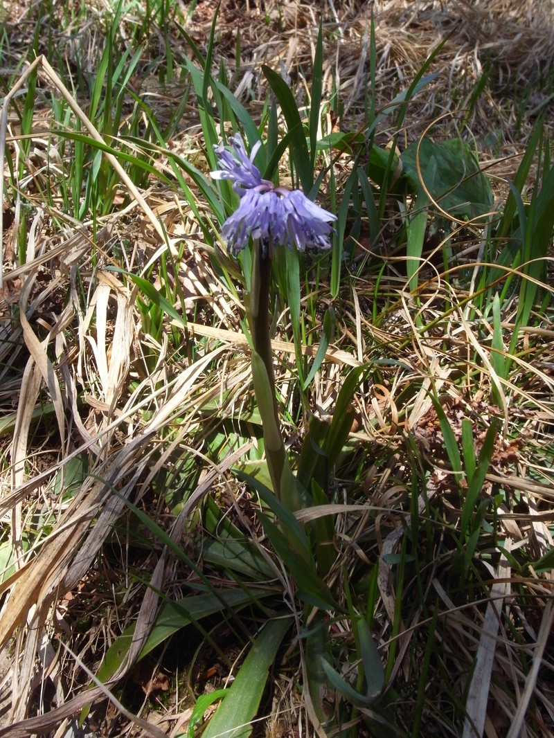 Helonias koreana photo 6