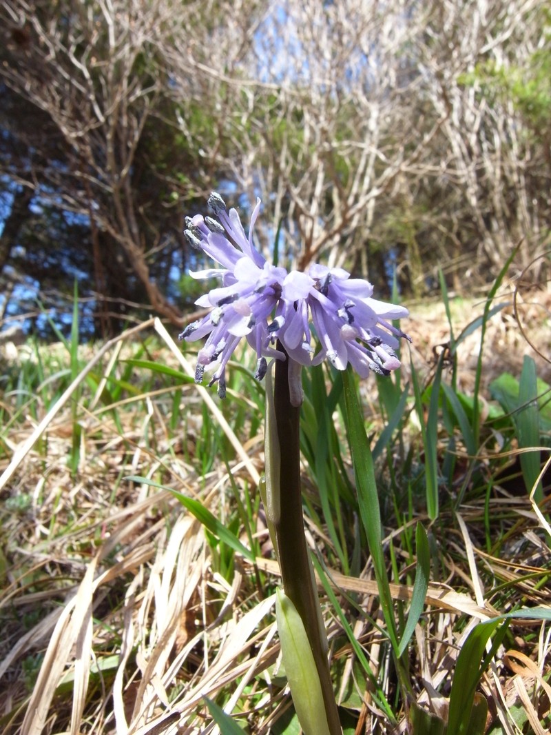 Helonias koreana photo 8