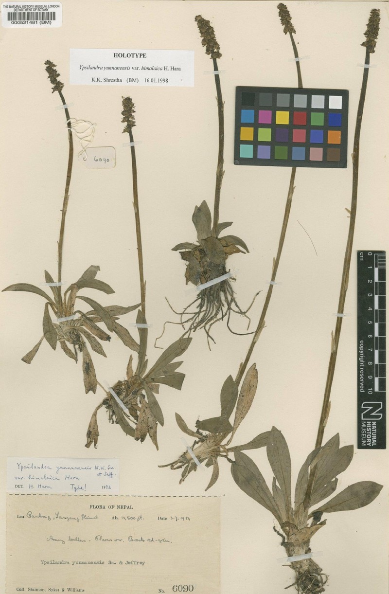 Helonias yunnanensis var. yunnanensis