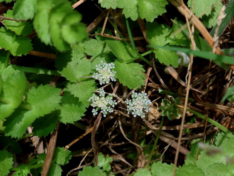 Helosciadium milfontinum
