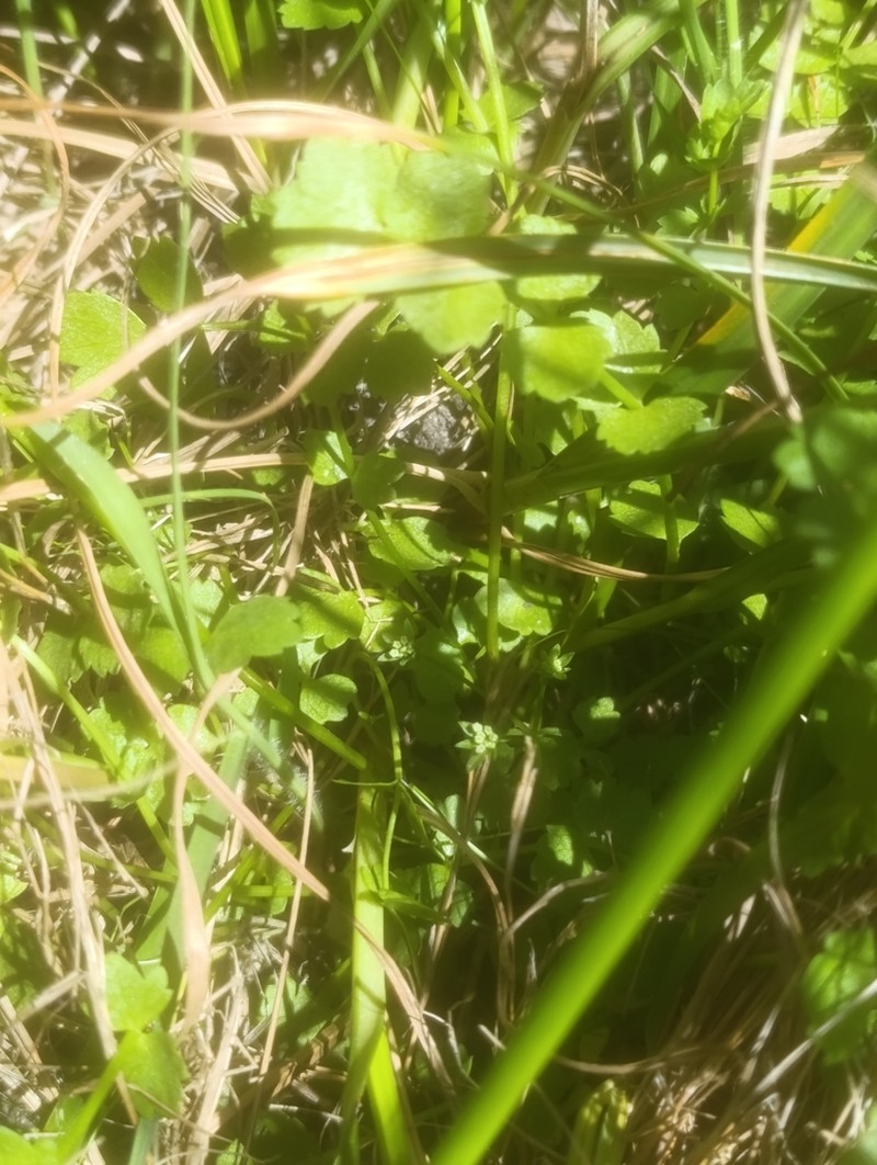 Helosciadium milfontinum photo 2