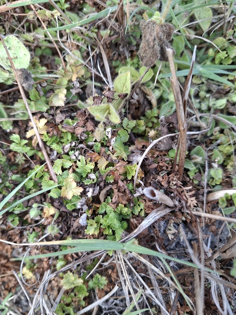 Helosciadium milfontinum photo 3
