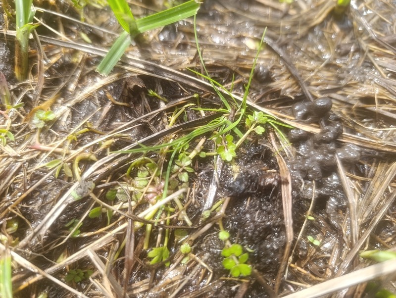 Helosciadium milfontinum photo 5