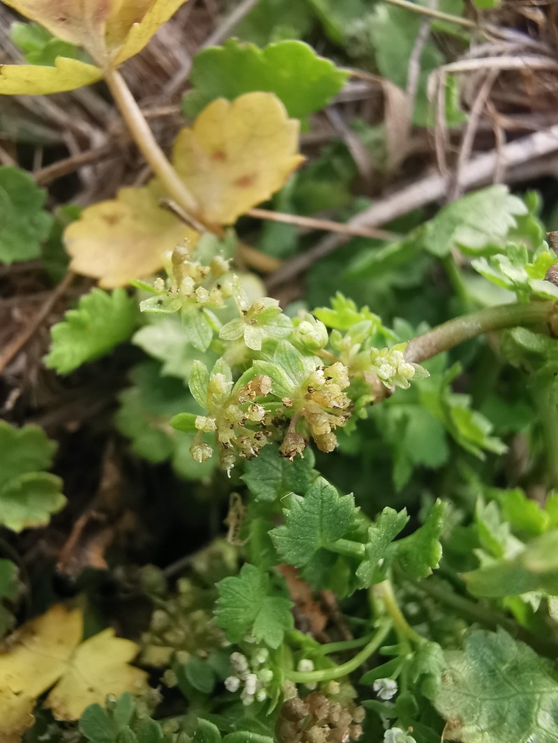 Helosciadium milfontinum photo 6