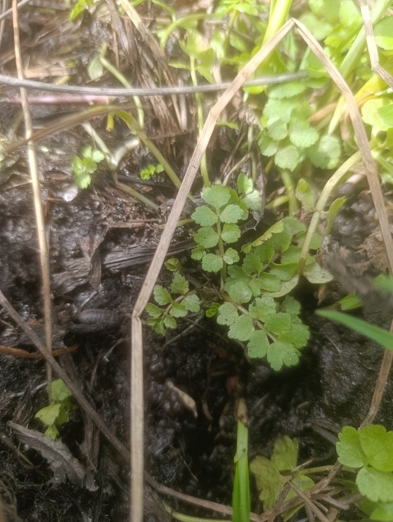 Helosciadium milfontinum photo 7
