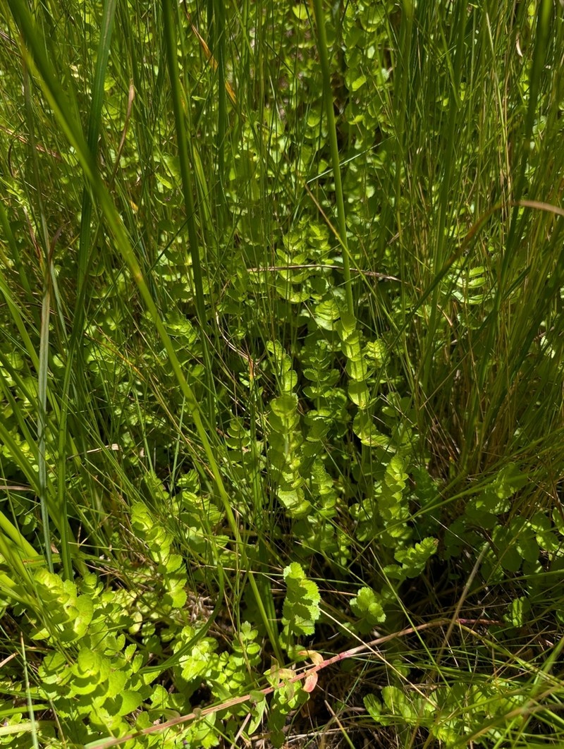 Helosciadium milfontinum photo 8