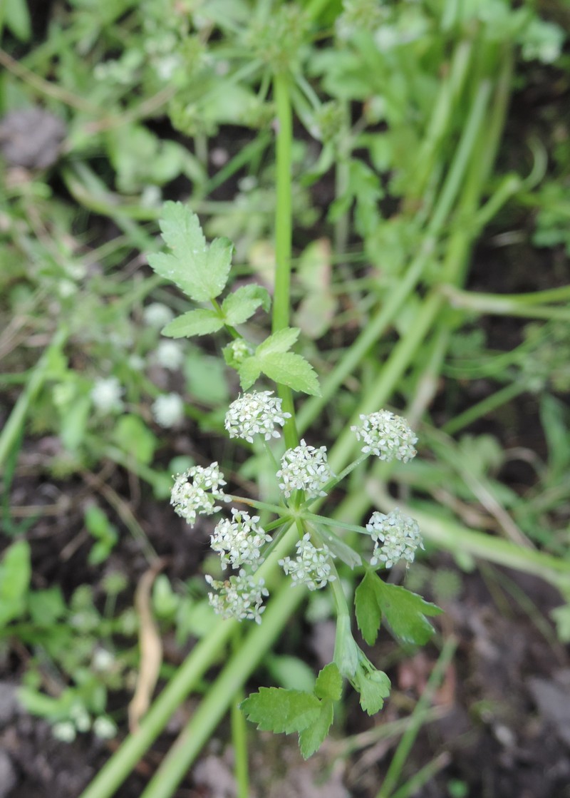 European Marshwort
