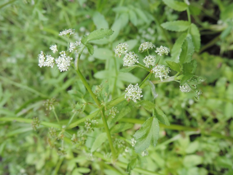 European Marshwort photo 3