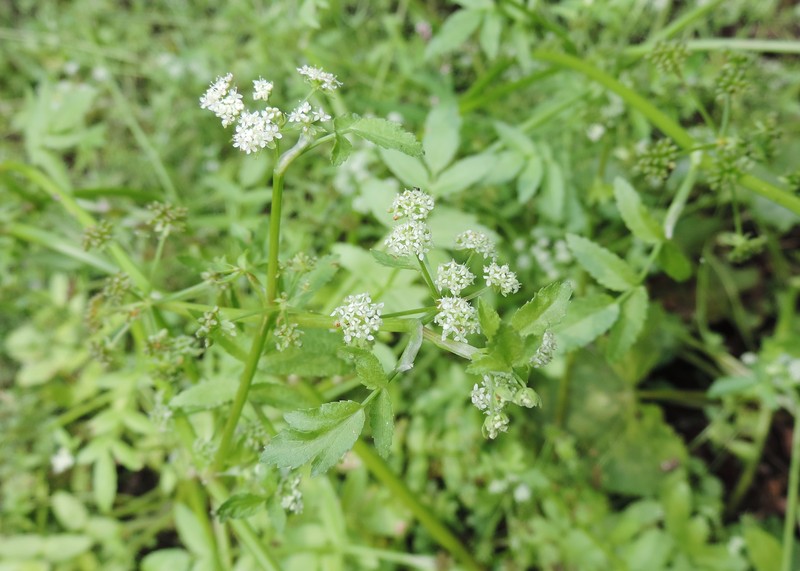 European Marshwort photo 4