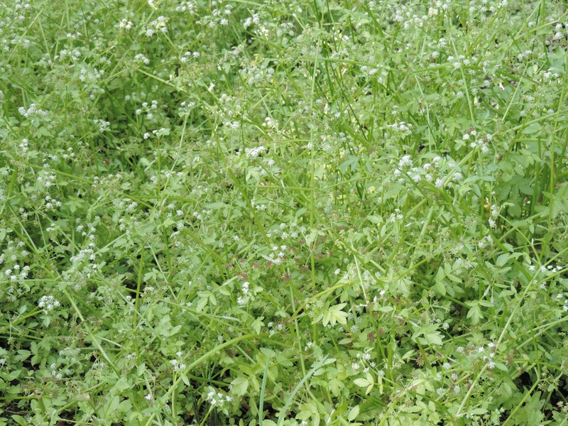 European Marshwort photo 5
