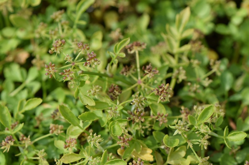 European Marshwort photo 6