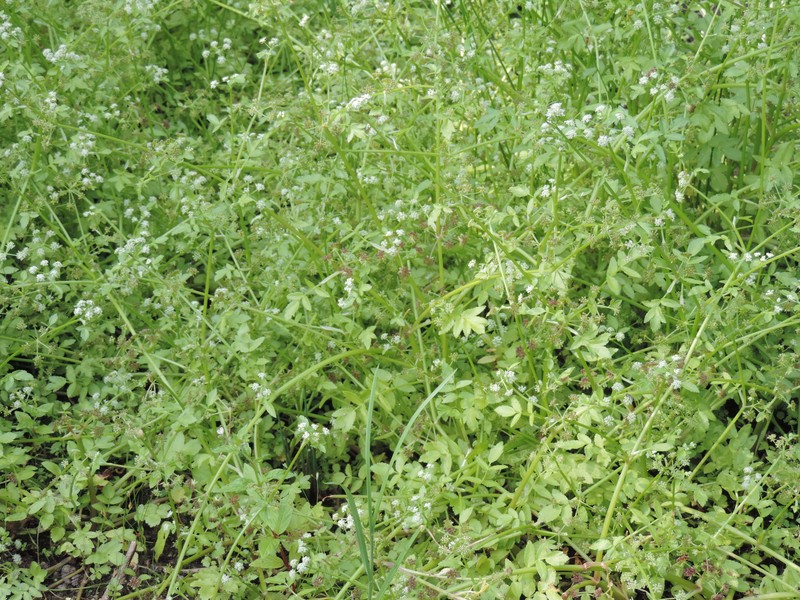 European Marshwort photo 7
