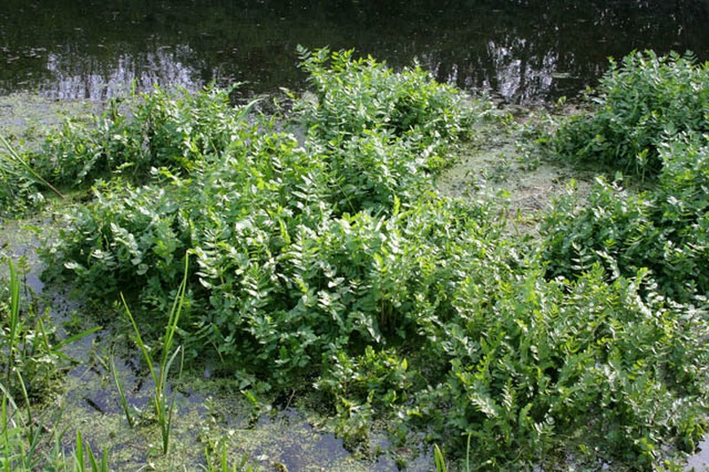 European Marshwort photo 8