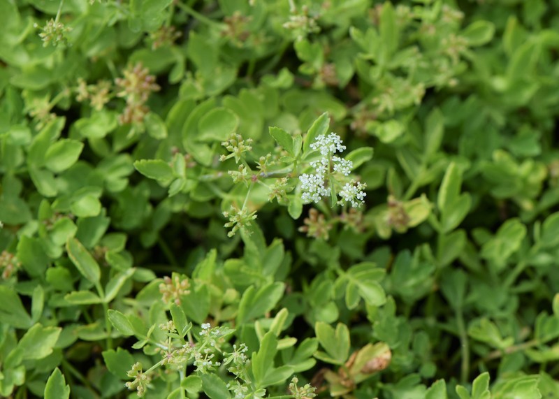 European Marshwort photo 9