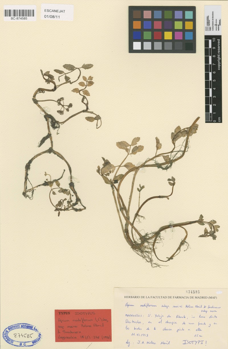 Helosciadium nodiflorum subsp. mairei