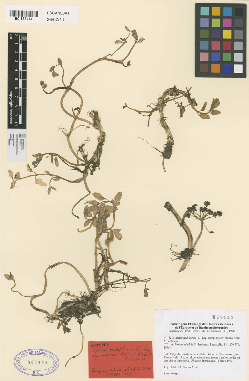 Helosciadium nodiflorum subsp. mairei photo 2