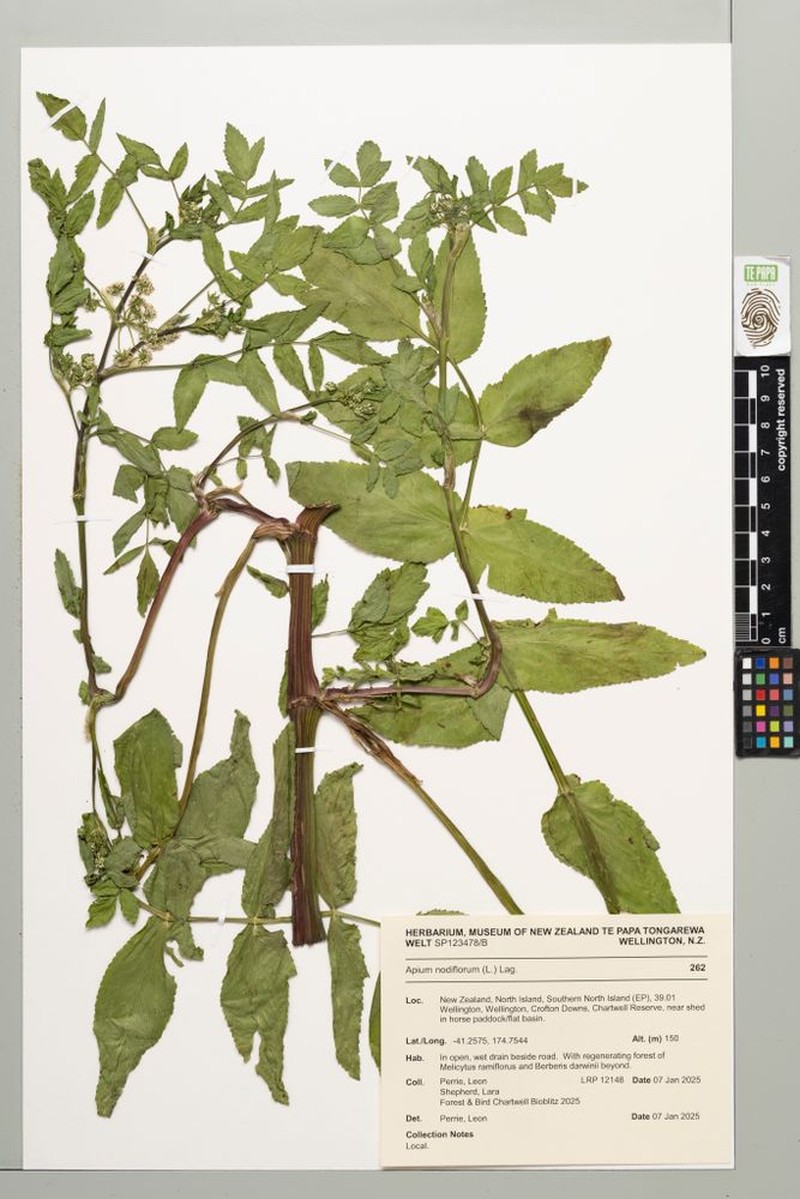 Helosciadium nodiflorum subsp. nodiflorum