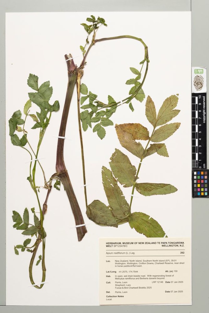 Helosciadium nodiflorum subsp. nodiflorum photo 2