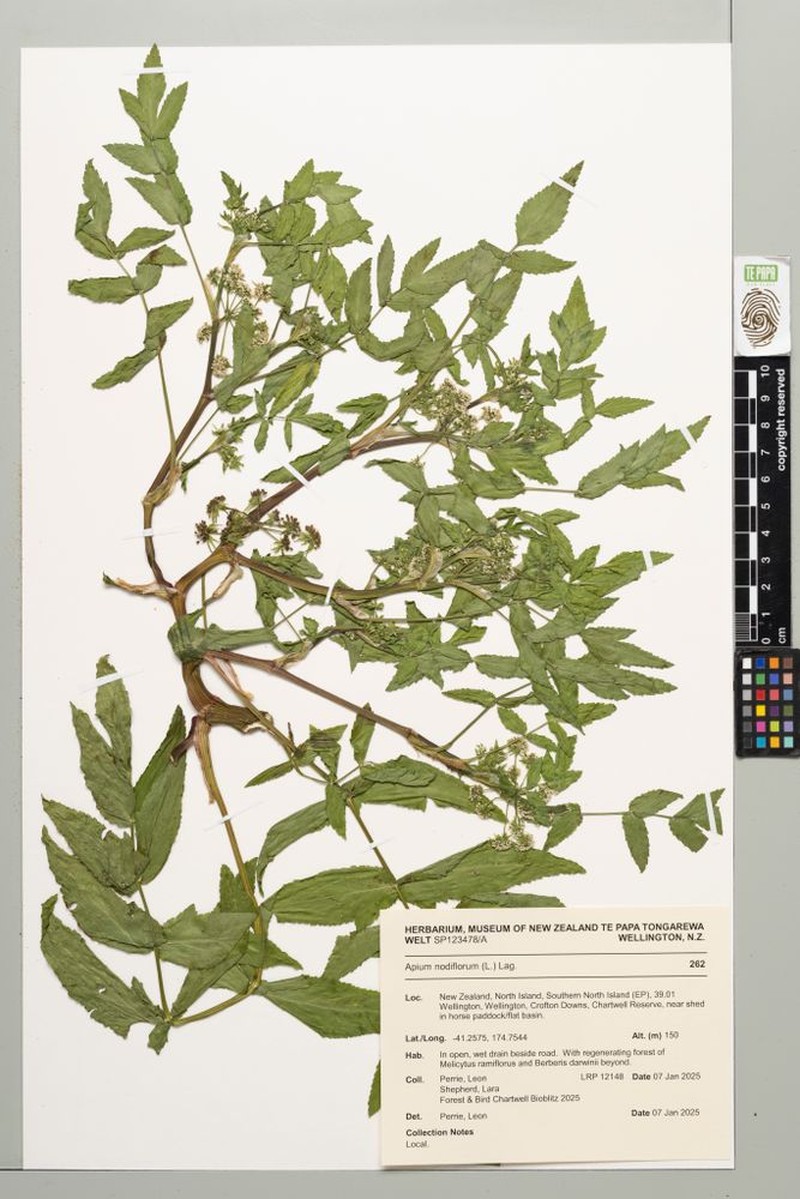 Helosciadium nodiflorum subsp. nodiflorum photo 3
