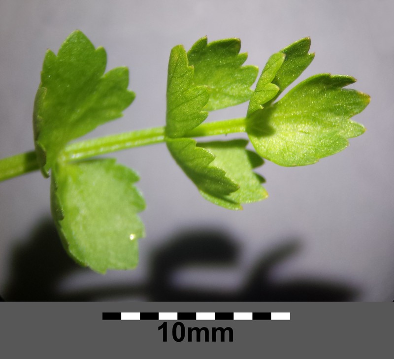 Creeping Marshwort photo 3