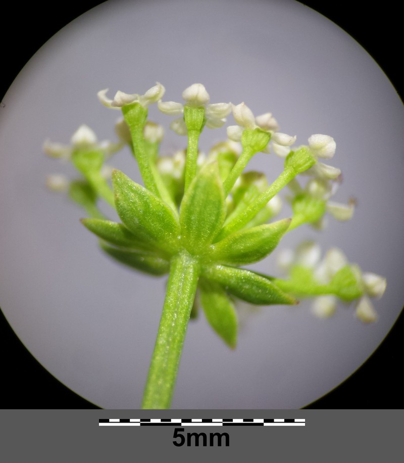Creeping Marshwort photo 4