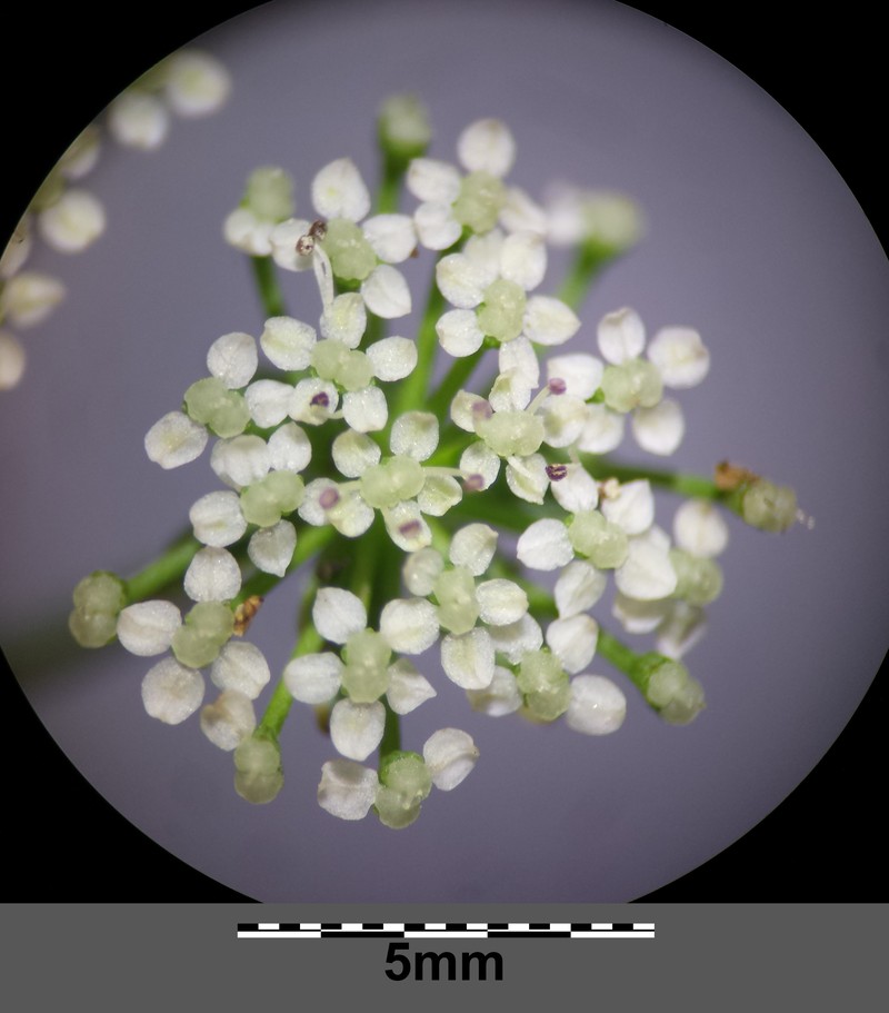 Creeping Marshwort photo 5