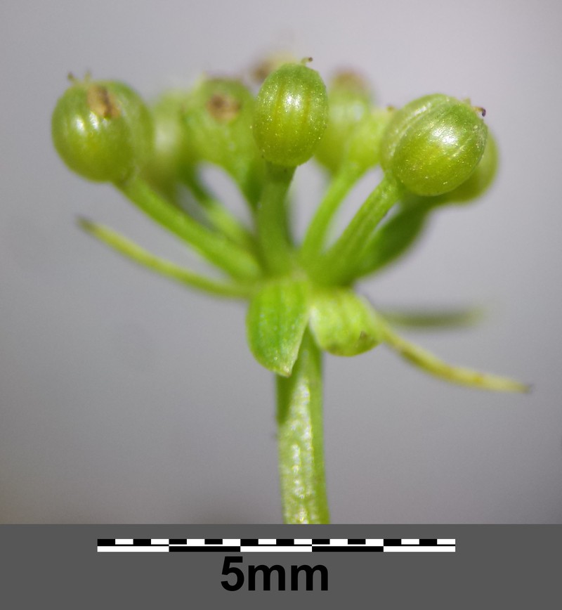 Creeping Marshwort photo 6