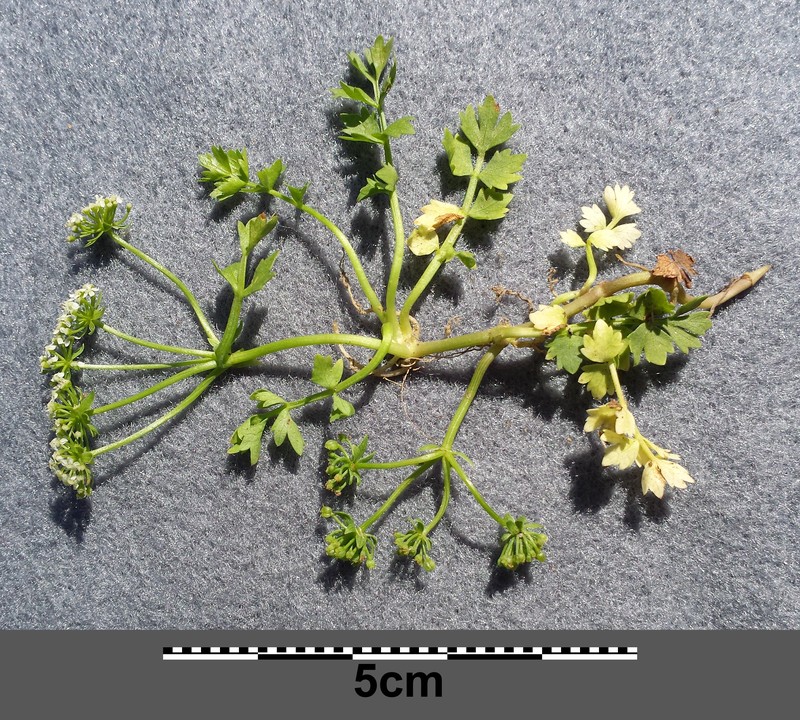 Creeping Marshwort photo 7