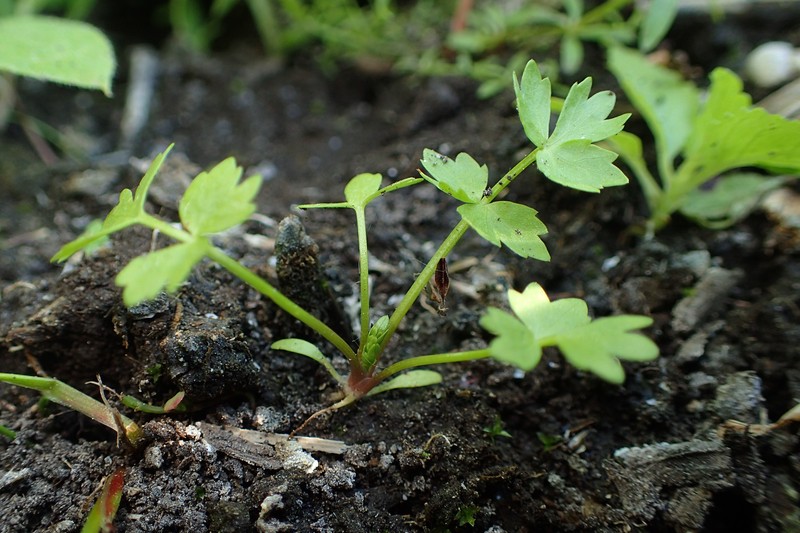 Creeping Marshwort photo 8