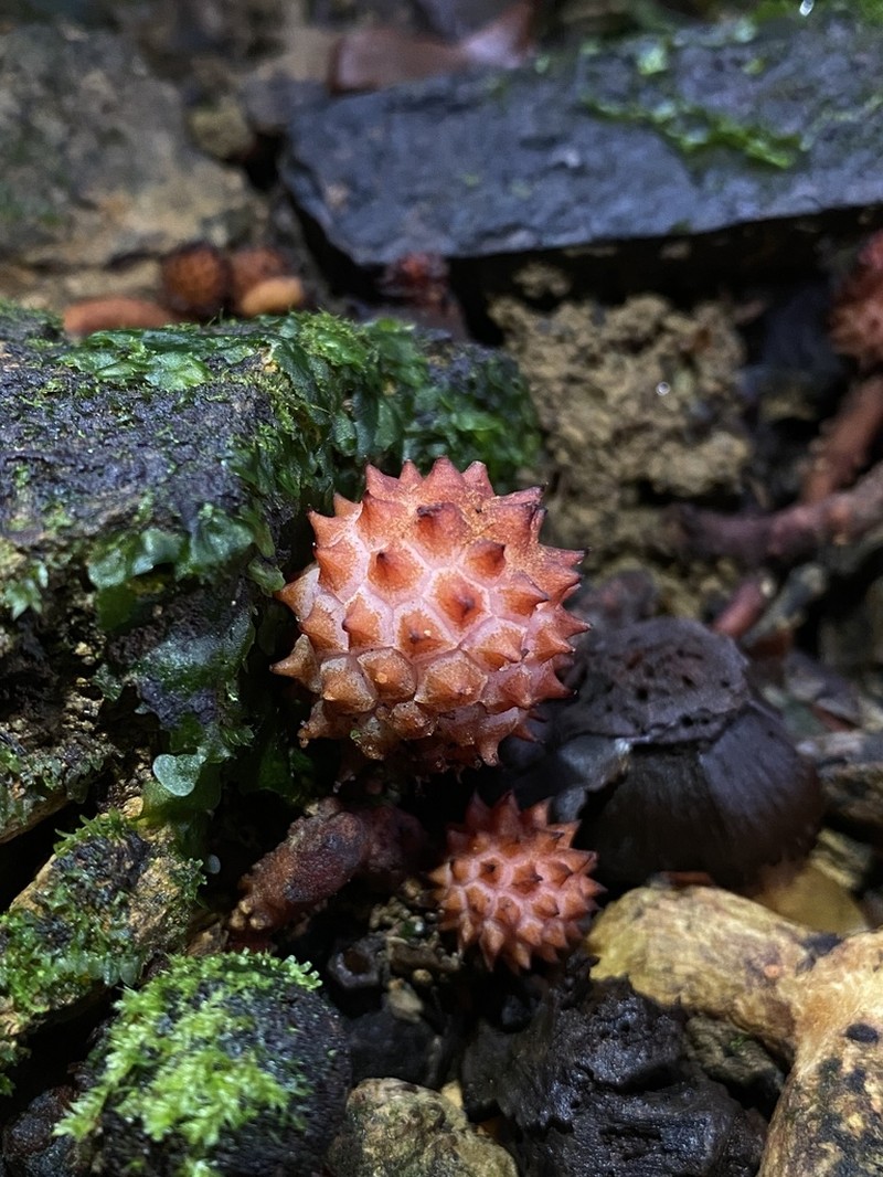 Helosis antillensis
