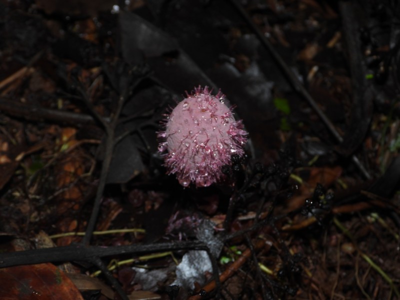 Helosis antillensis photo 3