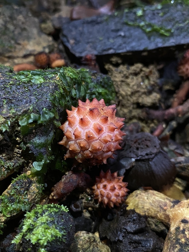 Helosis antillensis photo 4